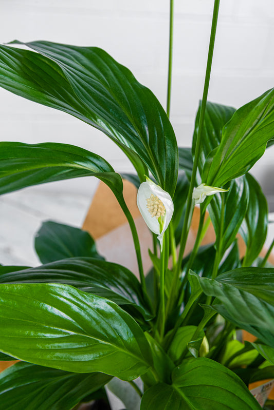 Peace Lily