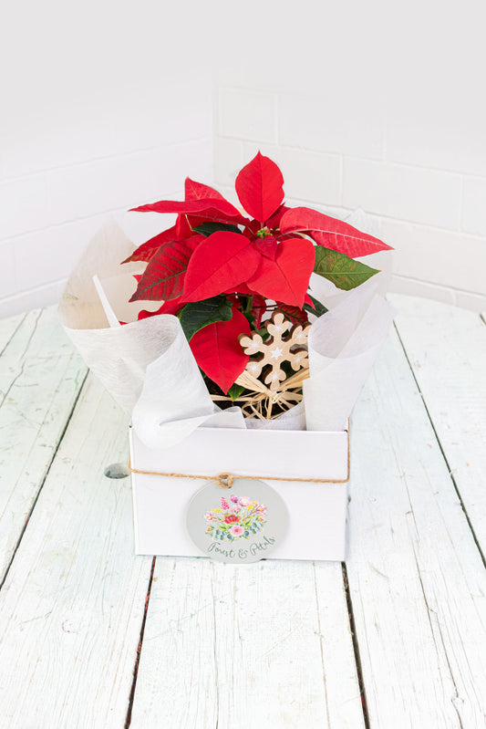 Poinsettia | Christmas Collection